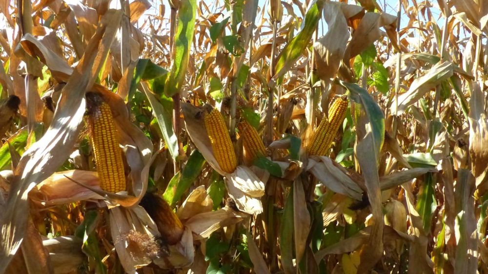 Corteva Agriscience a déposé une plainte faisant suite à la destruction d’une de ses pépinières de maïs à Fontenay-le-Comte revendiquée par le front de libération du marais poitevin. © A. Cassigneul/GFA
